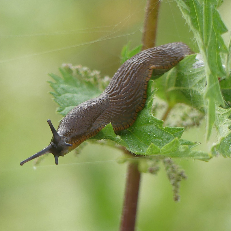 immagine_1_Pronto uso